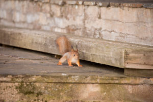 Young Eurasian Red Squirrel (Sciurus vulgaris), Springtime, Finland Young Eurasian Red Squirrel (Sciurus vulgaris), Springtime, Finland